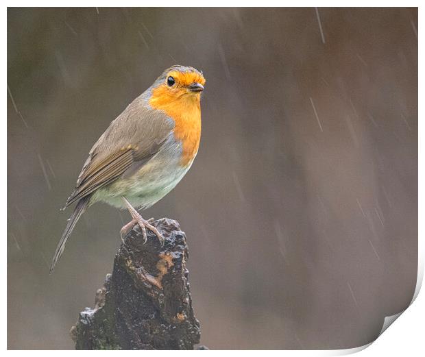 robin in the rain Print by kathy white