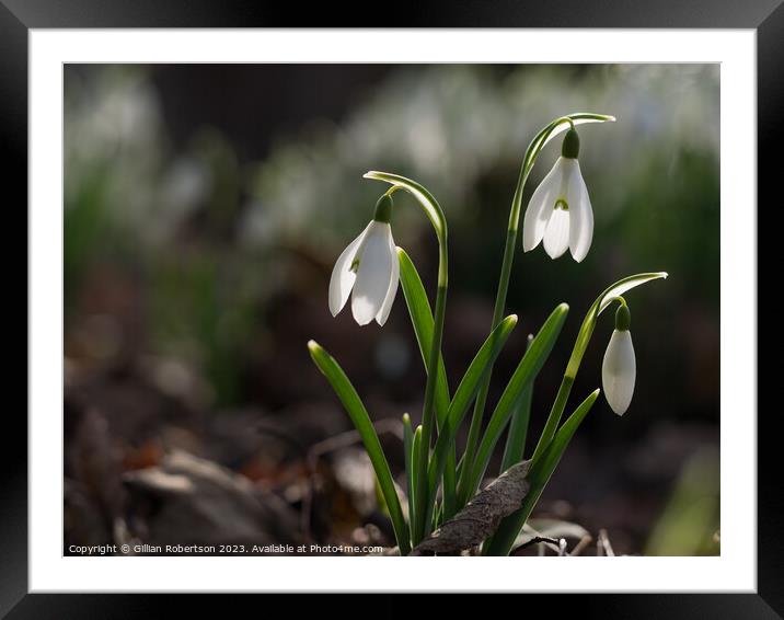Spring time Snowdrops  Framed Mounted Print by Gillian Robertson
