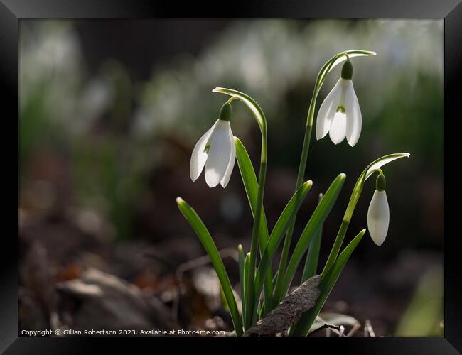 Spring time Snowdrops  Framed Print by Gillian Robertson