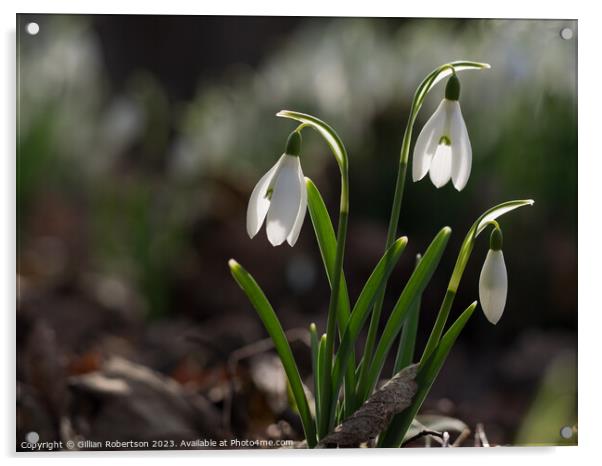 Spring time Snowdrops  Acrylic by Gillian Robertson