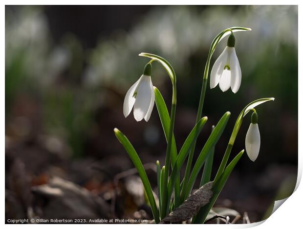 Spring time Snowdrops  Print by Gillian Robertson