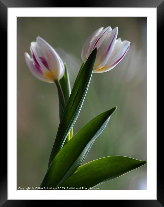 Tulip Portrait Framed Mounted Print by Gillian Robertson