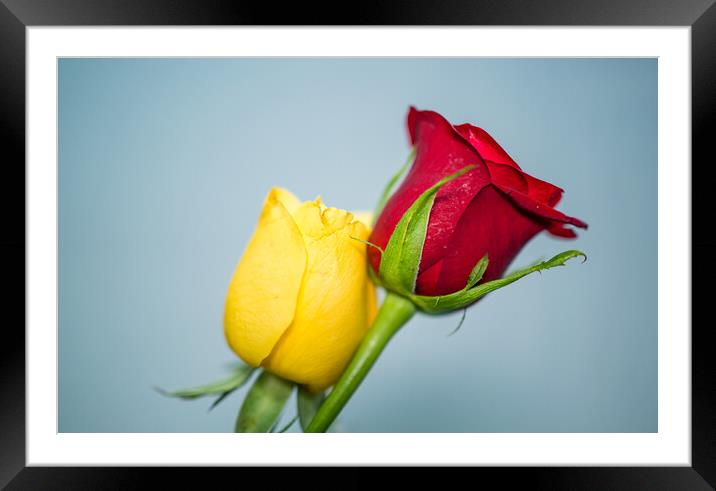 closeup view of blossom rose Framed Mounted Print by Ambir Tolang
