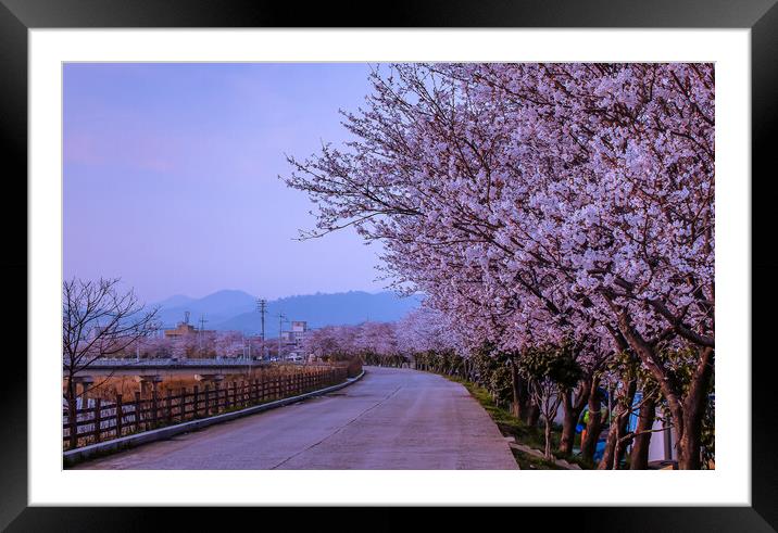 landscape view of blossom cherry Framed Mounted Print by Ambir Tolang