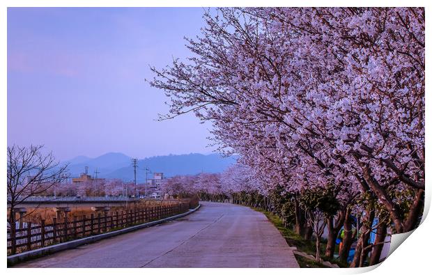 landscape view of blossom cherry Print by Ambir Tolang