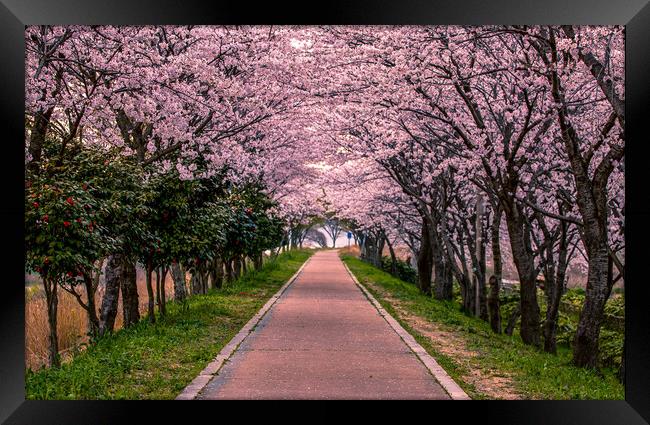 landscape view of blossom cherry Framed Print by Ambir Tolang
