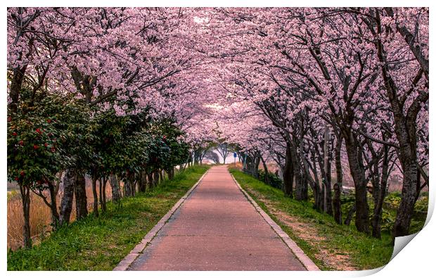 landscape view of blossom cherry Print by Ambir Tolang