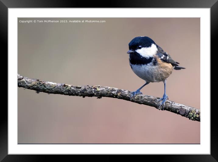 Coal Tit Framed Mounted Print by Tom McPherson