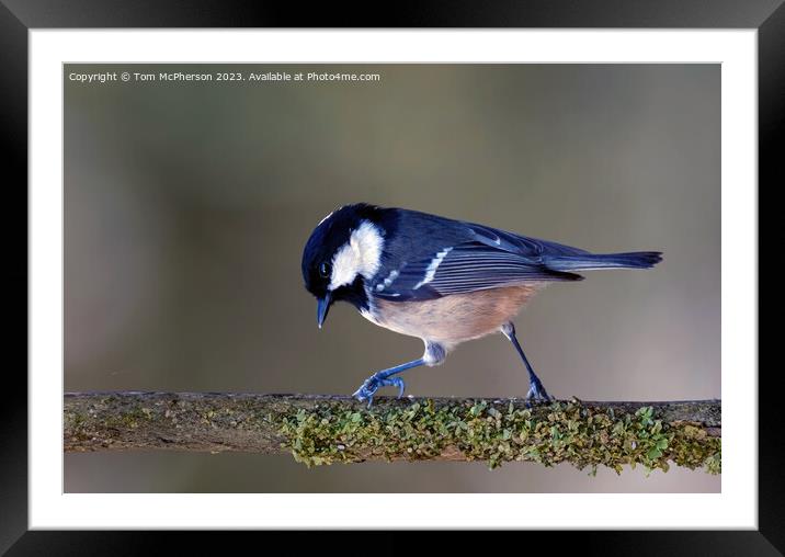 Coal Tit Framed Mounted Print by Tom McPherson