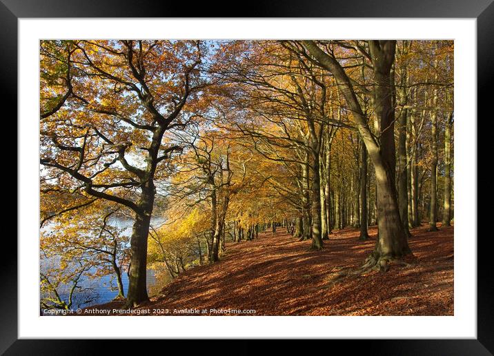 Autumm Framed Mounted Print by Anthony Prendergast