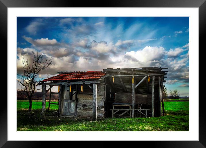 An old hut in a green field at the beginning of spring. Framed Mounted Print by Dejan Travica