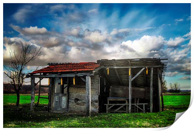 An old hut in a green field at the beginning of spring. Print by Dejan Travica