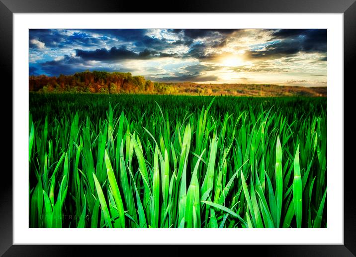 Wheat field Framed Mounted Print by Dejan Travica