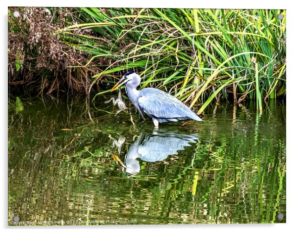 Grey Heron Catching Frog Water Reflection Habikino Osaka Japan Acrylic by William Perry