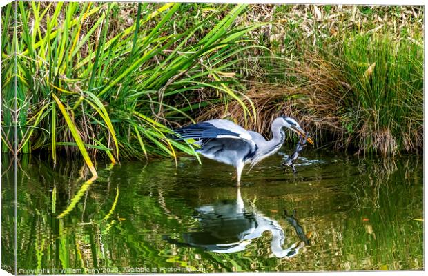 Grey Heron Catching Frog Water Reflection Habikino Osaka Japan Canvas Print by William Perry