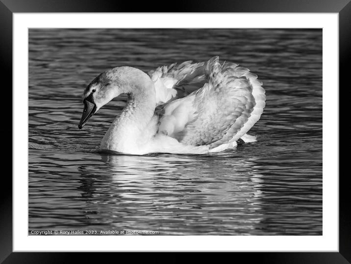 Juvenile swan enjoying the sunshine Framed Mounted Print by Rory Hailes
