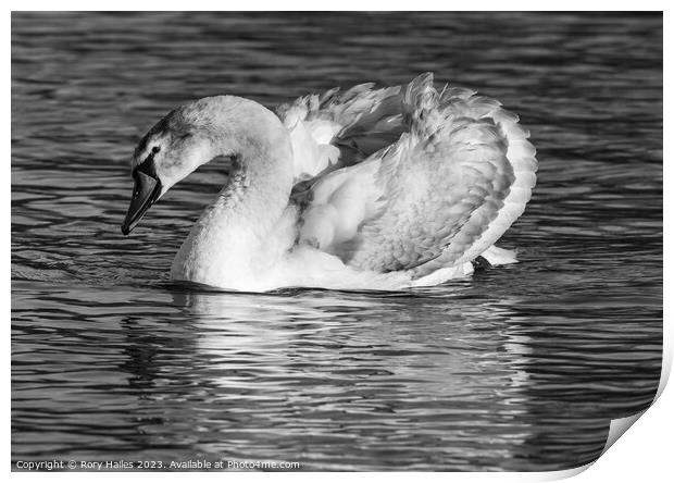 Juvenile swan enjoying the sunshine Print by Rory Hailes