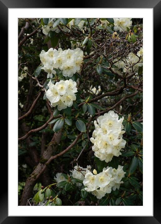 Rhododendron Roza Stevenson Flowers Framed Mounted Print by Artur Bogacki