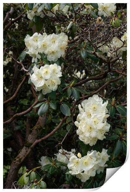 Rhododendron Roza Stevenson Flowers Print by Artur Bogacki