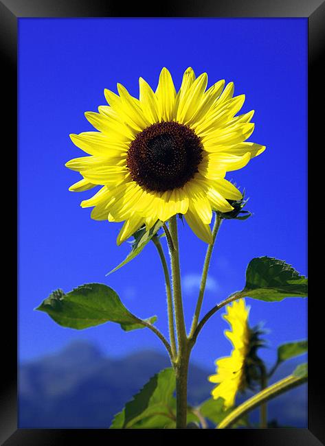 sunflower Framed Print by david harding