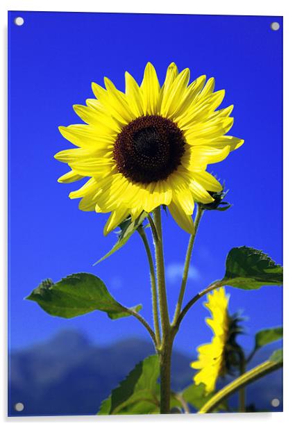 sunflower Acrylic by david harding