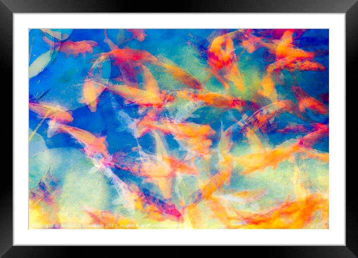 A Colorful Confusion Of Koi Framed Mounted Print by Joseph S Giacalone