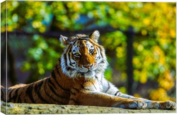 Siberian Tiger resting on a log 1 Canvas Print by Helkoryo Photography