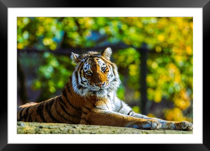 Siberian Tiger resting on a log 1 Framed Mounted Print by Helkoryo Photography
