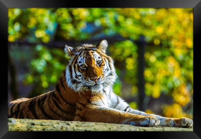 Siberian Tiger resting on a log 1 Framed Print by Helkoryo Photography