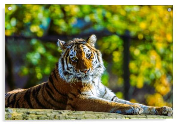 Siberian Tiger resting on a log 1 Acrylic by Helkoryo Photography