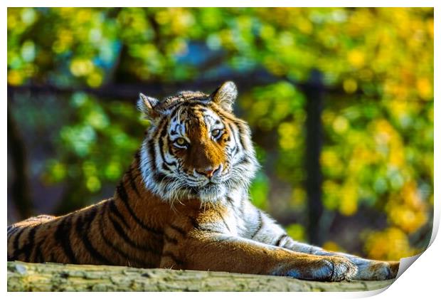 Siberian Tiger resting on a log 1 Print by Helkoryo Photography