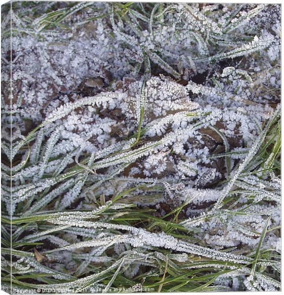 Frozen grass fronds Canvas Print by DEE- Diana Cosford
