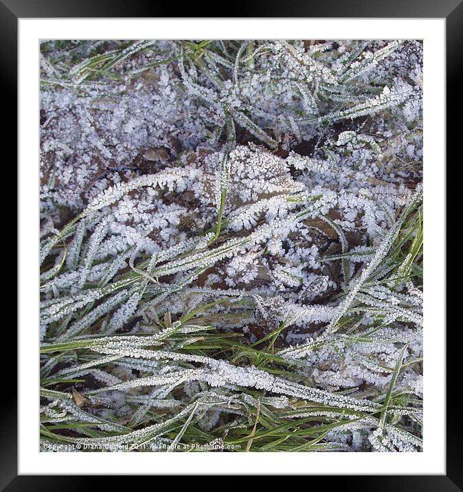 Frozen grass fronds Framed Mounted Print by DEE- Diana Cosford