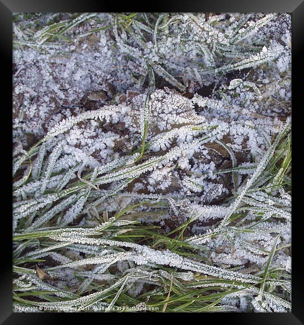Frozen grass fronds Framed Print by DEE- Diana Cosford