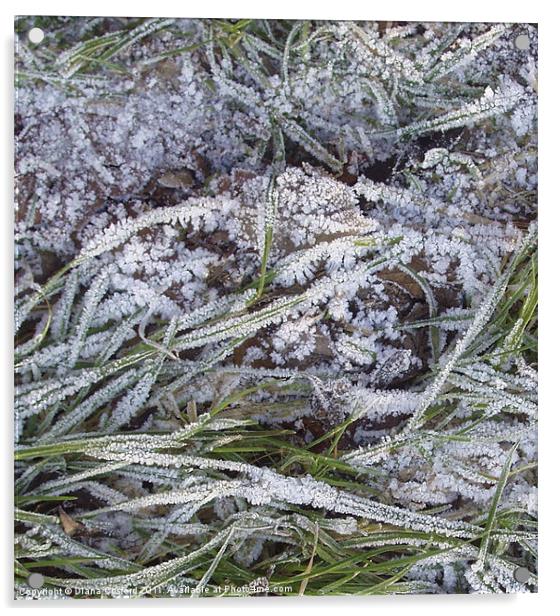 Frozen grass fronds Acrylic by DEE- Diana Cosford