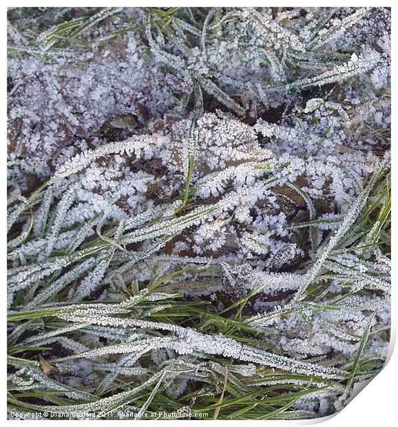 Frozen grass fronds Print by DEE- Diana Cosford