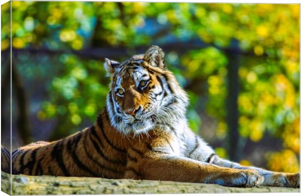 Siberian Tiger resting on a log 2 Canvas Print by Helkoryo Photography