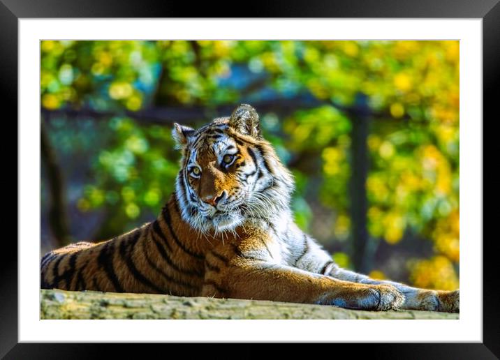 Siberian Tiger resting on a log 2 Framed Mounted Print by Helkoryo Photography