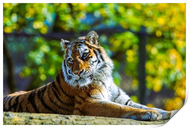 Siberian Tiger resting on a log 2 Print by Helkoryo Photography