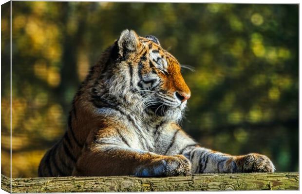 Siberian Tiger resting on a log 3 Canvas Print by Helkoryo Photography