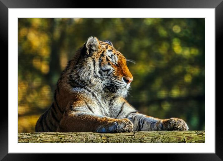 Siberian Tiger resting on a log 3 Framed Mounted Print by Helkoryo Photography