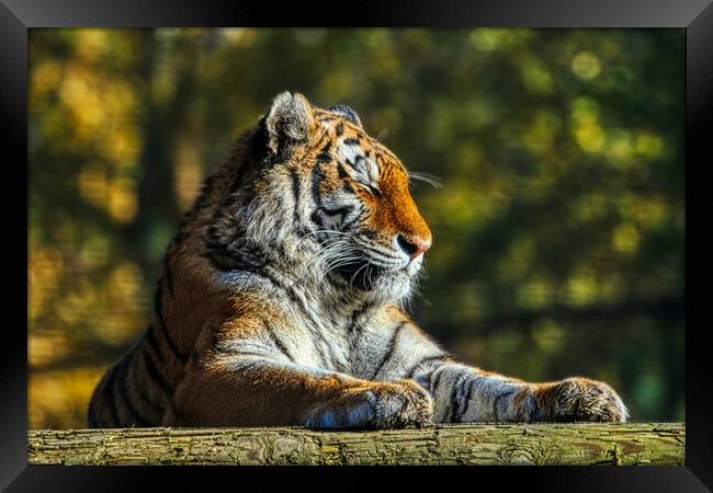 Siberian Tiger resting on a log 3 Framed Print by Helkoryo Photography