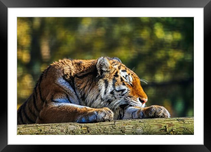 Siberian Tiger resting on a log 4 Framed Mounted Print by Helkoryo Photography