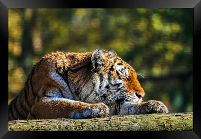 Siberian Tiger resting on a log 4 Framed Print by Helkoryo Photography
