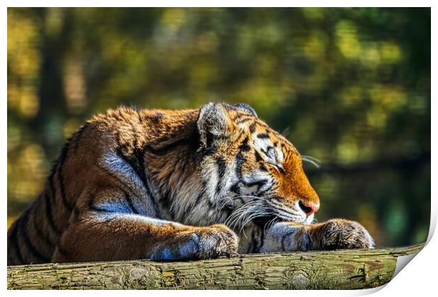 Siberian Tiger resting on a log 4 Print by Helkoryo Photography