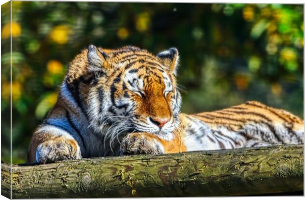 Siberian Tiger resting on a log 5 Canvas Print by Helkoryo Photography