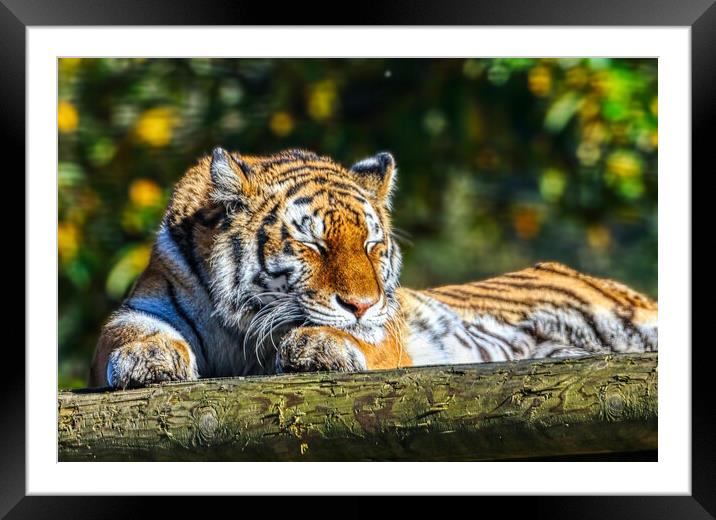 Siberian Tiger resting on a log 5 Framed Mounted Print by Helkoryo Photography