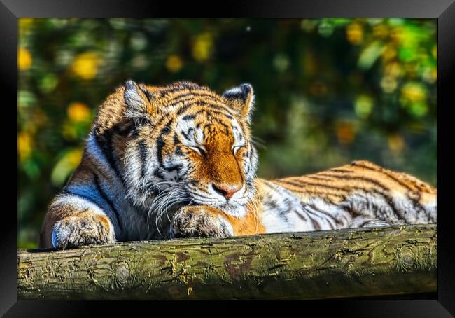 Siberian Tiger resting on a log 5 Framed Print by Helkoryo Photography