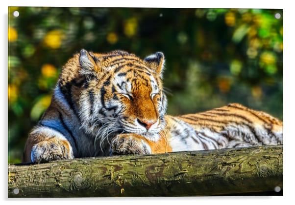 Siberian Tiger resting on a log 5 Acrylic by Helkoryo Photography