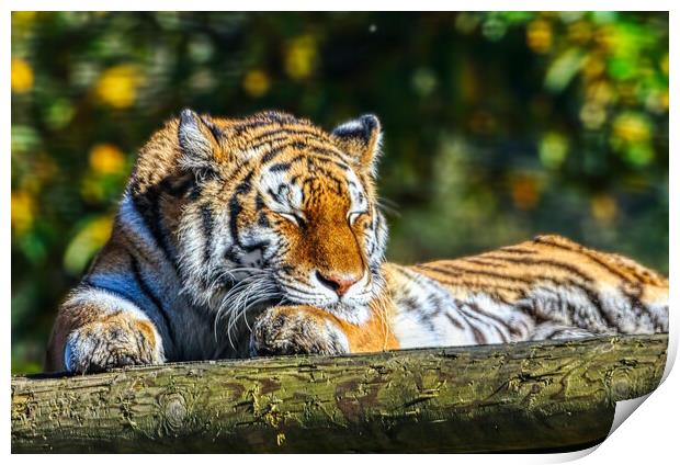 Siberian Tiger resting on a log 5 Print by Helkoryo Photography
